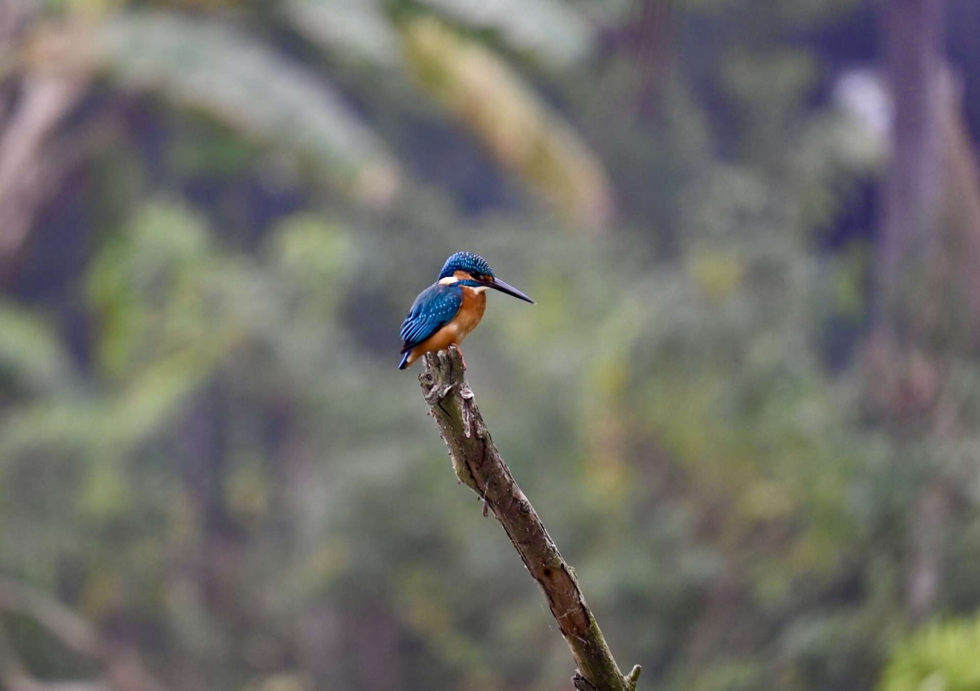Common kingfisher with orange chest and blue head perched on a branch against a green background