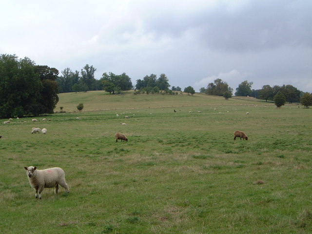 Sheep grazing in a grassy landscape at Wimpole estate